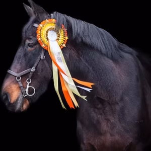 Championship Product Test for Classes